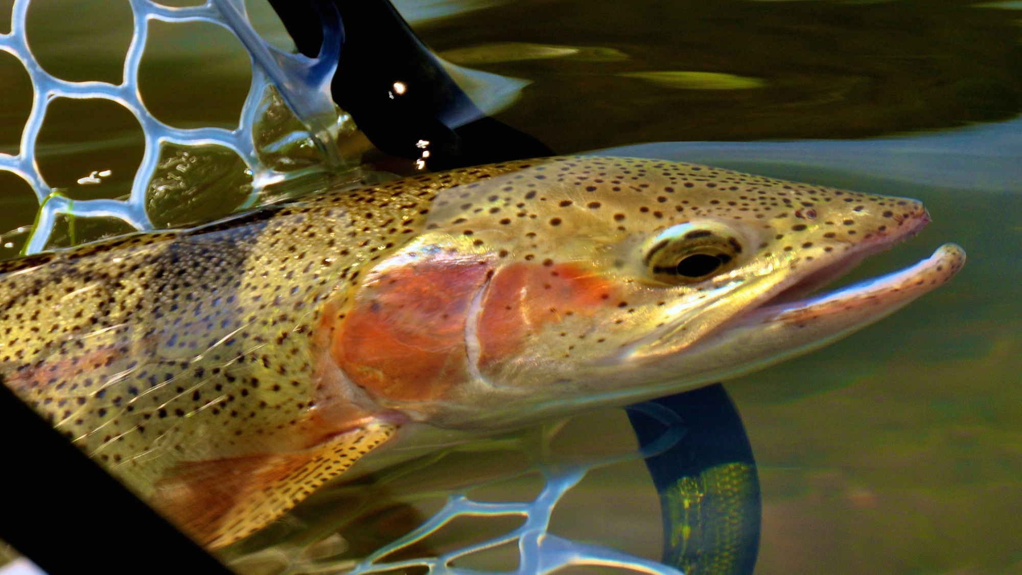 Missouri River Montana Fishing Report 12.3.15