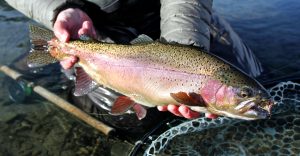 Saturday Trout Spey Rainbow