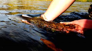 Montana Winter Fishing