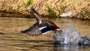 Welcome to the Montana Spring