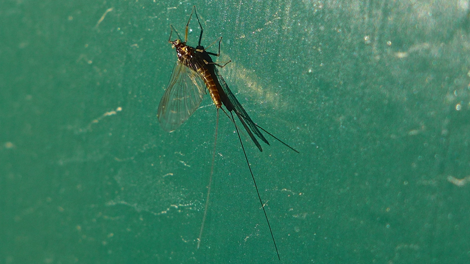 Plenty of BWO's around the Missouri River