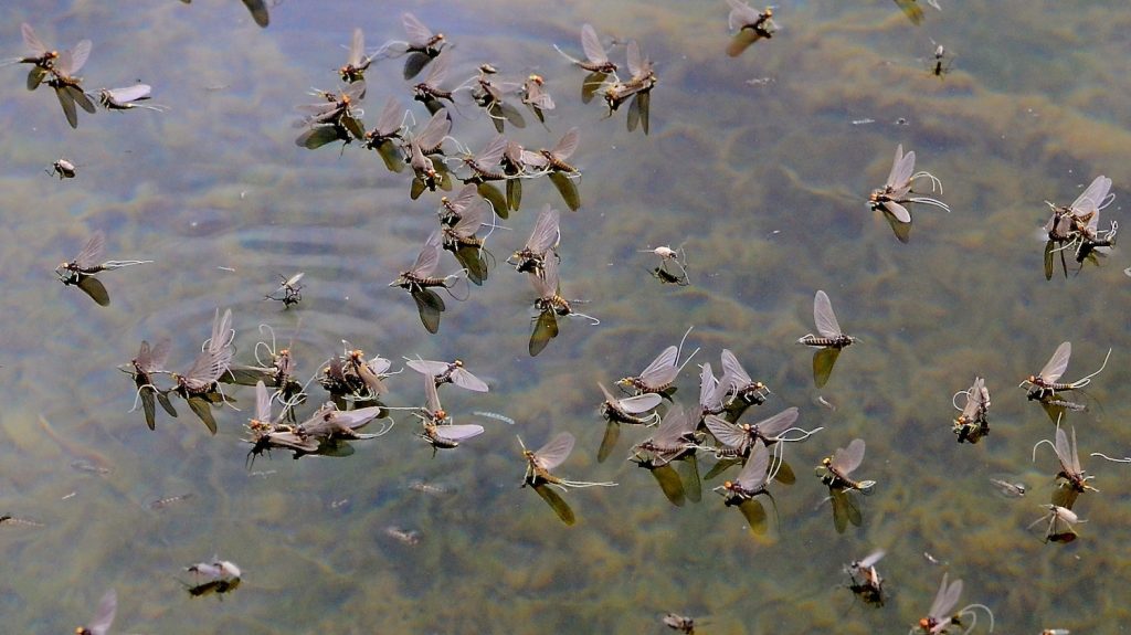 Headhunters Advanced Fly Fishing School