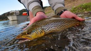 June is done Missouri River Fishing Report