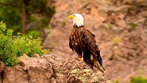 Thursday Eagle Image