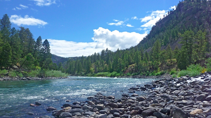 Yellowstone River Fish Kill