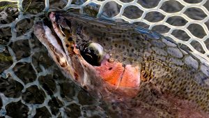 5 Tips for early fall Missouri River Fly Fishing