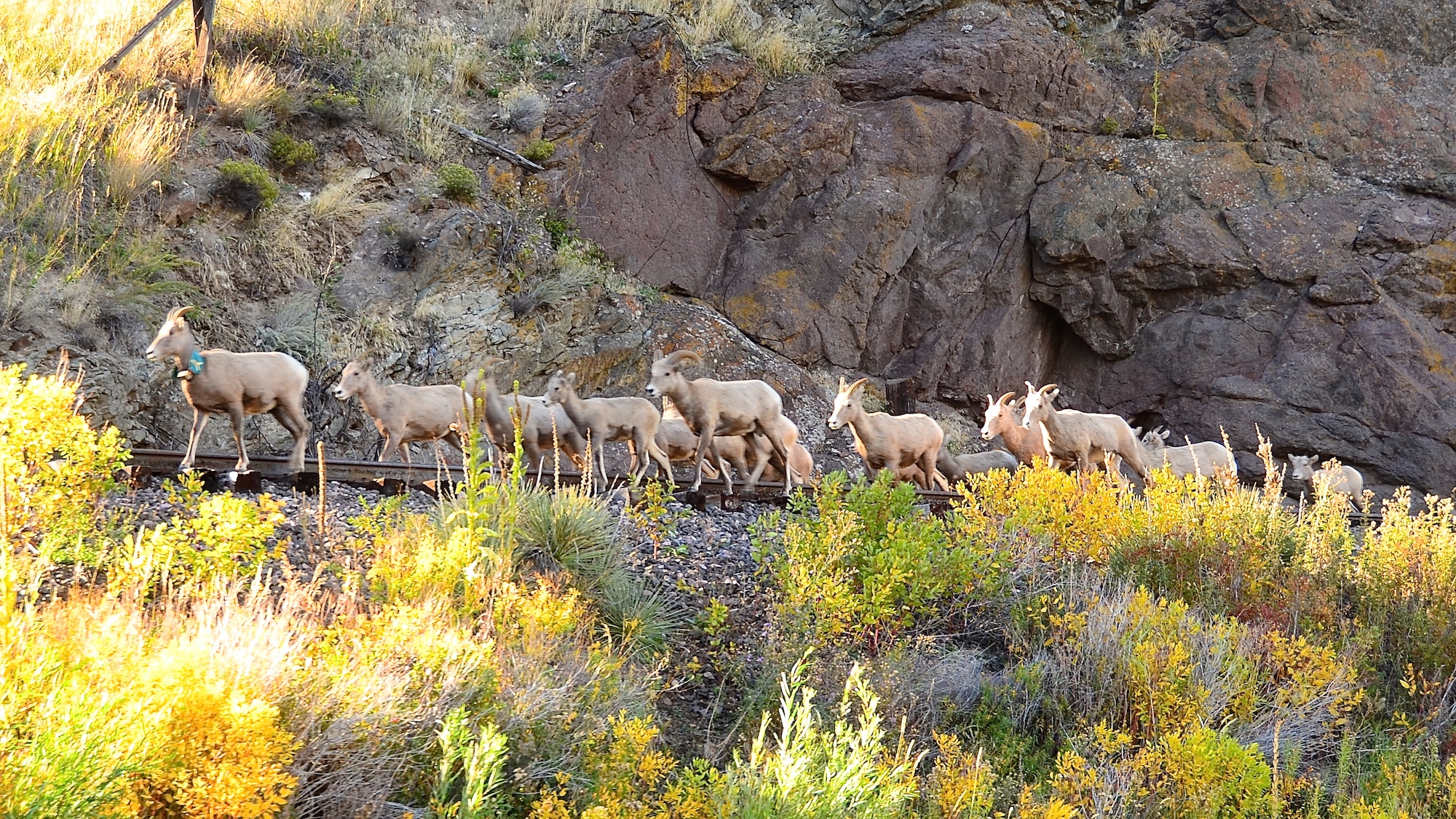 Short and Sweet Missouri River Fishing Report