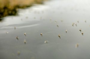 Good Dry Fly even in the SUN!