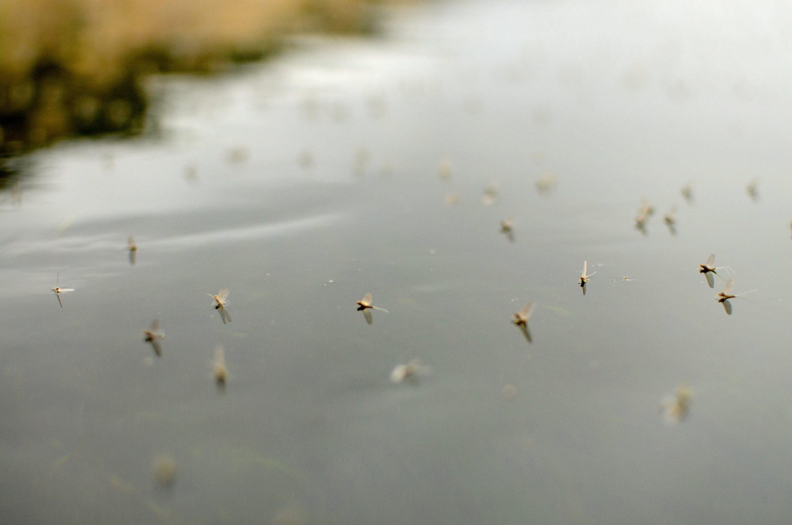 Good Dry Fly even in the SUN!