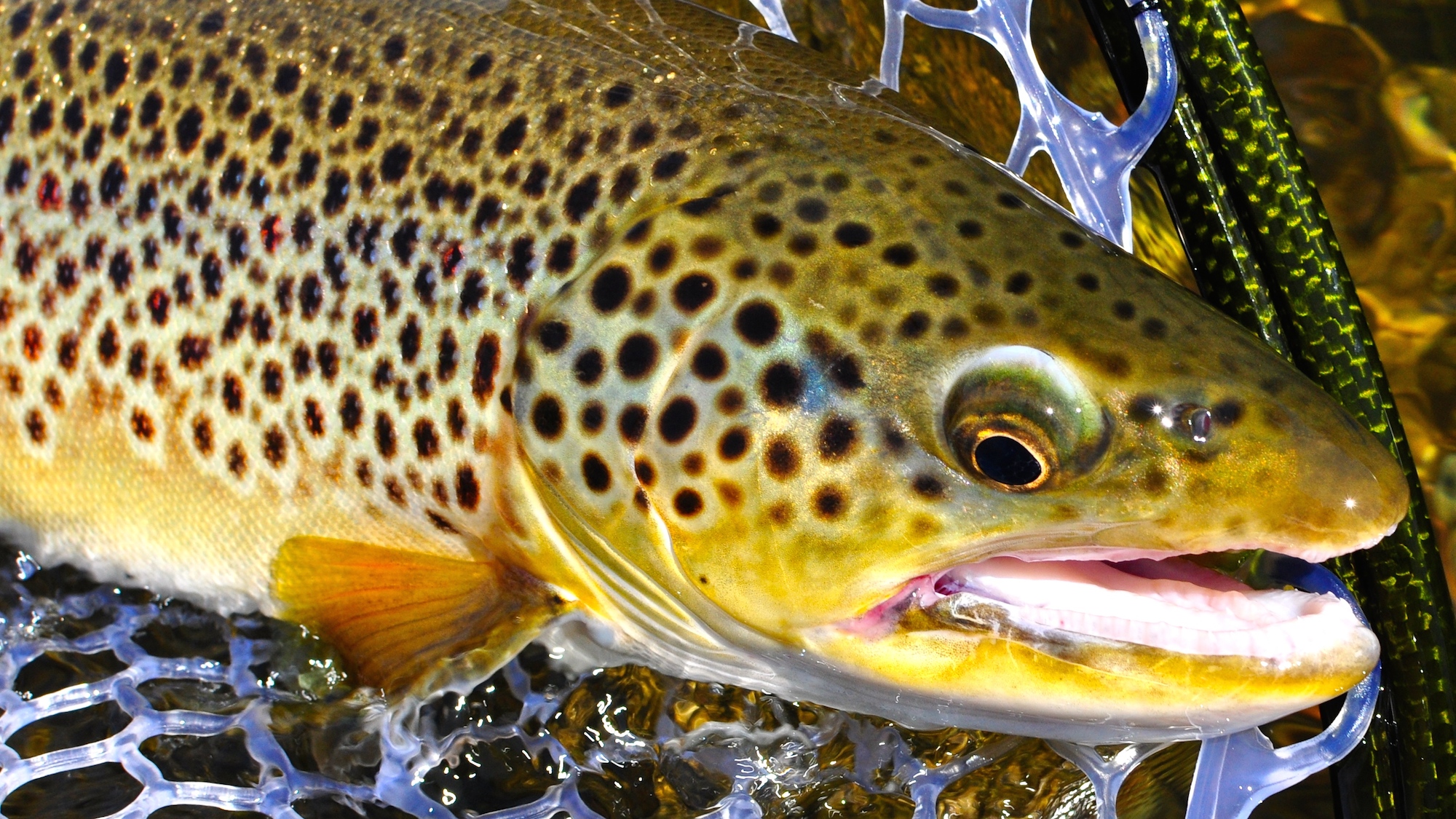 Missouri River Midge Mania in April