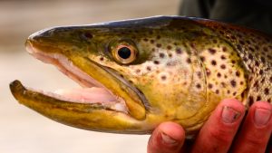 Missouri River Brown Trout Mug Shot