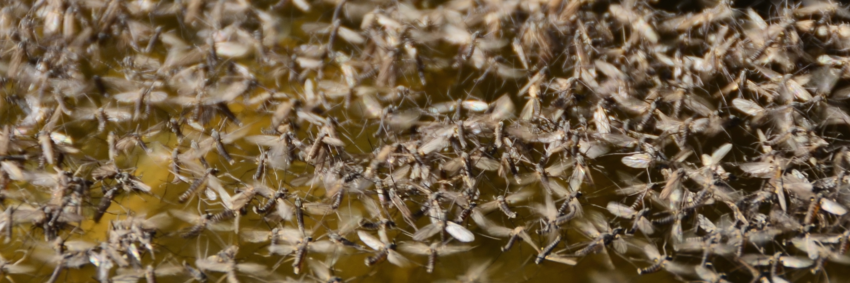 Missouri River Midge Mania in April