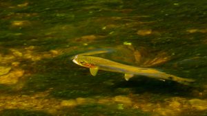 Friday Foto Rising Rainbow Trout