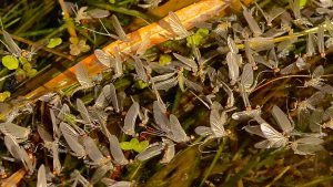 Monday Missouri River BWO Image