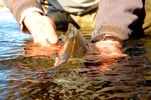 Hump Day Missouri River Fishing Report