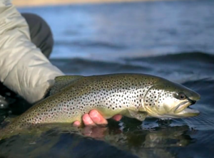 Montana Spey Video