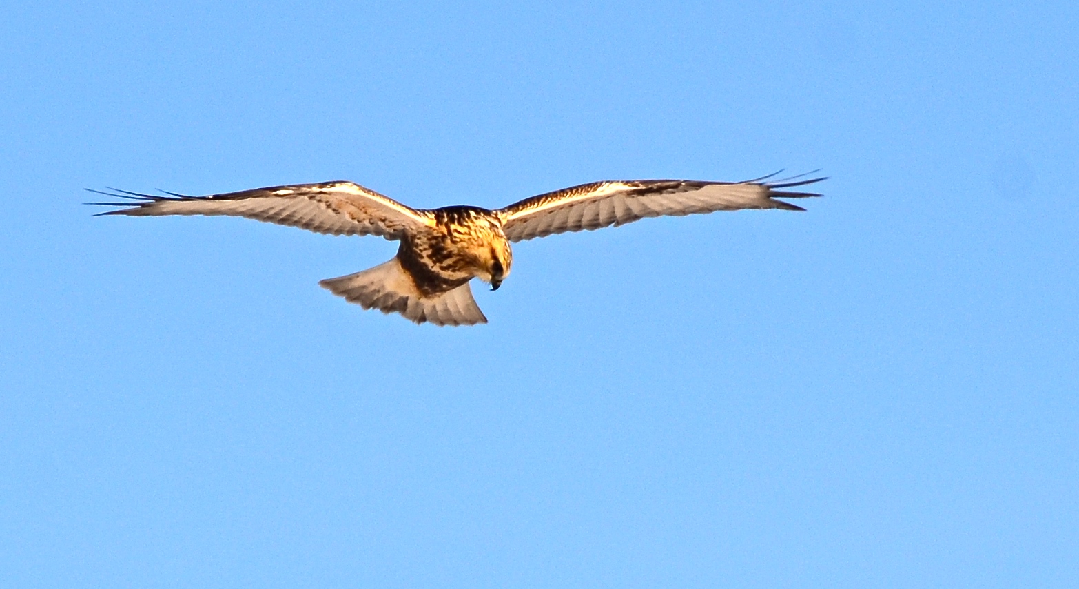 Rough Legged Hawk