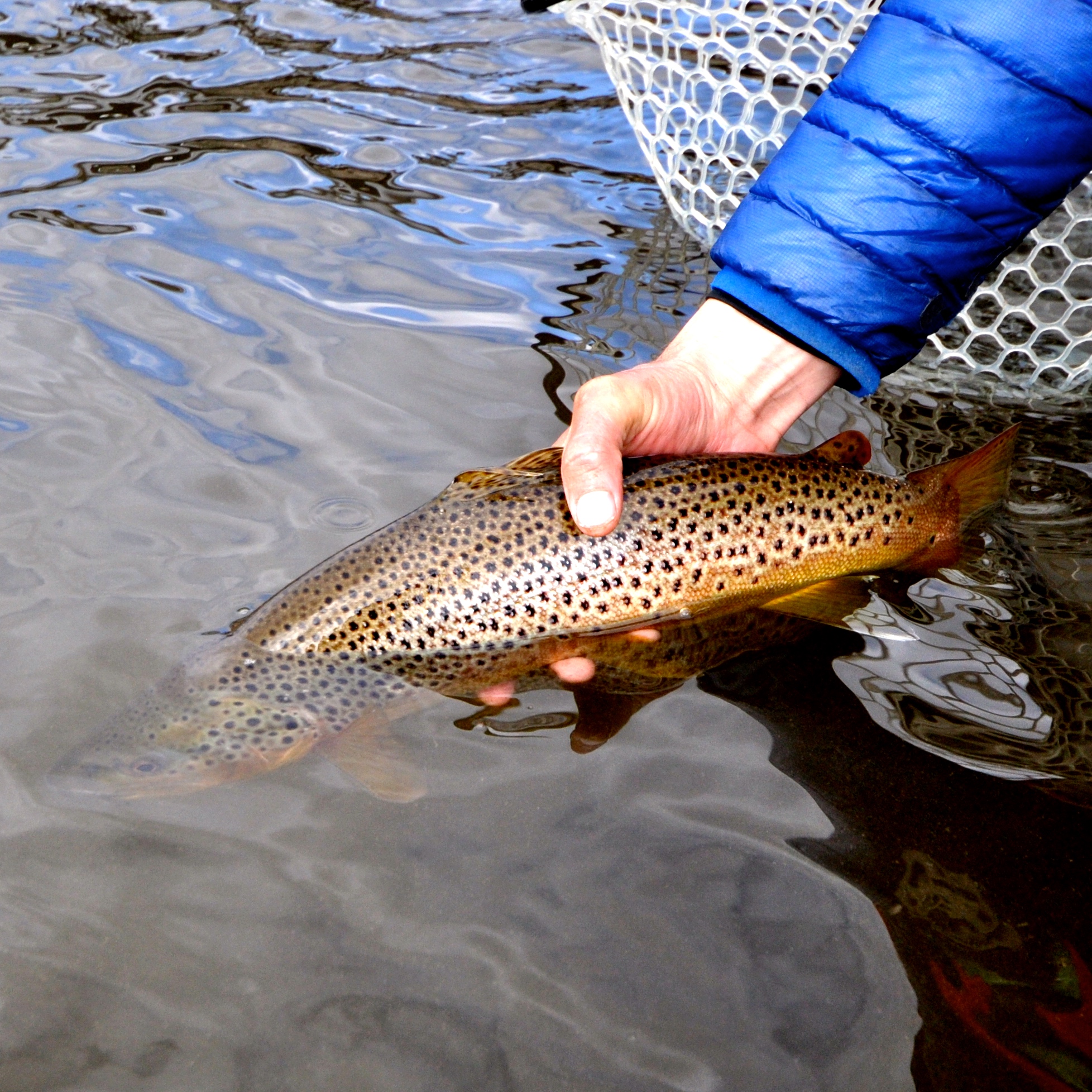 Missouri River Swing Report