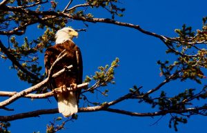 Friday Foto Spring Eagle Image