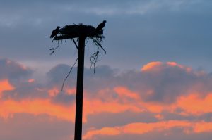 Osprey Sunset