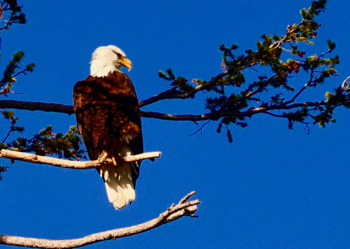 Thursday Eagle Shot