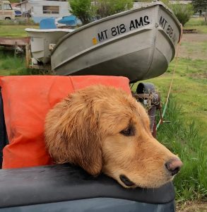 Silly Sunday Scenery Golden Retriever