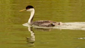 Western Grebe