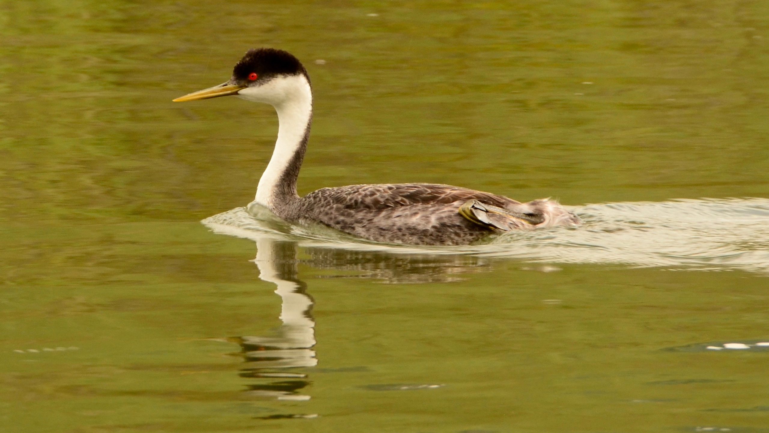 Western Grebe