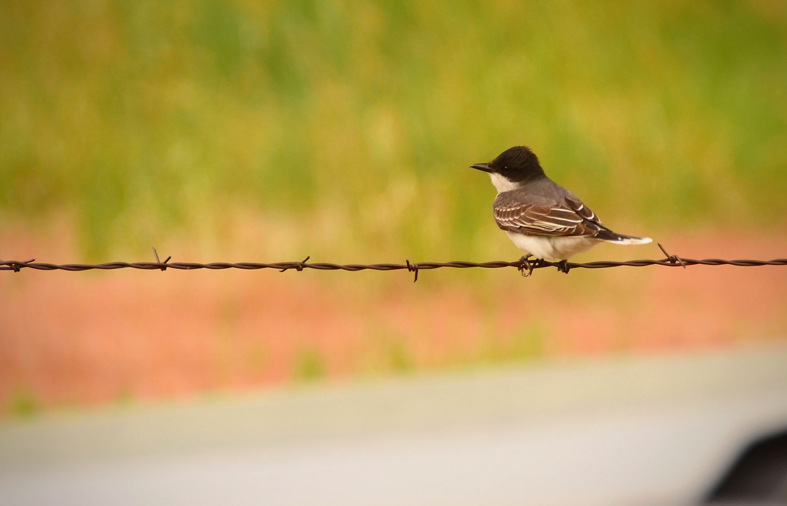 Thursday Missouri River Foto Bird on a Wire