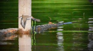 Dry Fly Eater