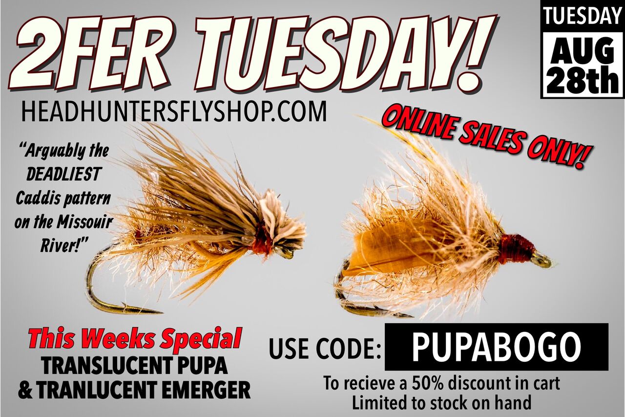 2FER TUESDAY Translucent Pupa BOGO Online Fly Sale