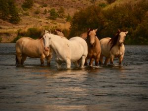 Monday Missouri River September 17th Fishing Report