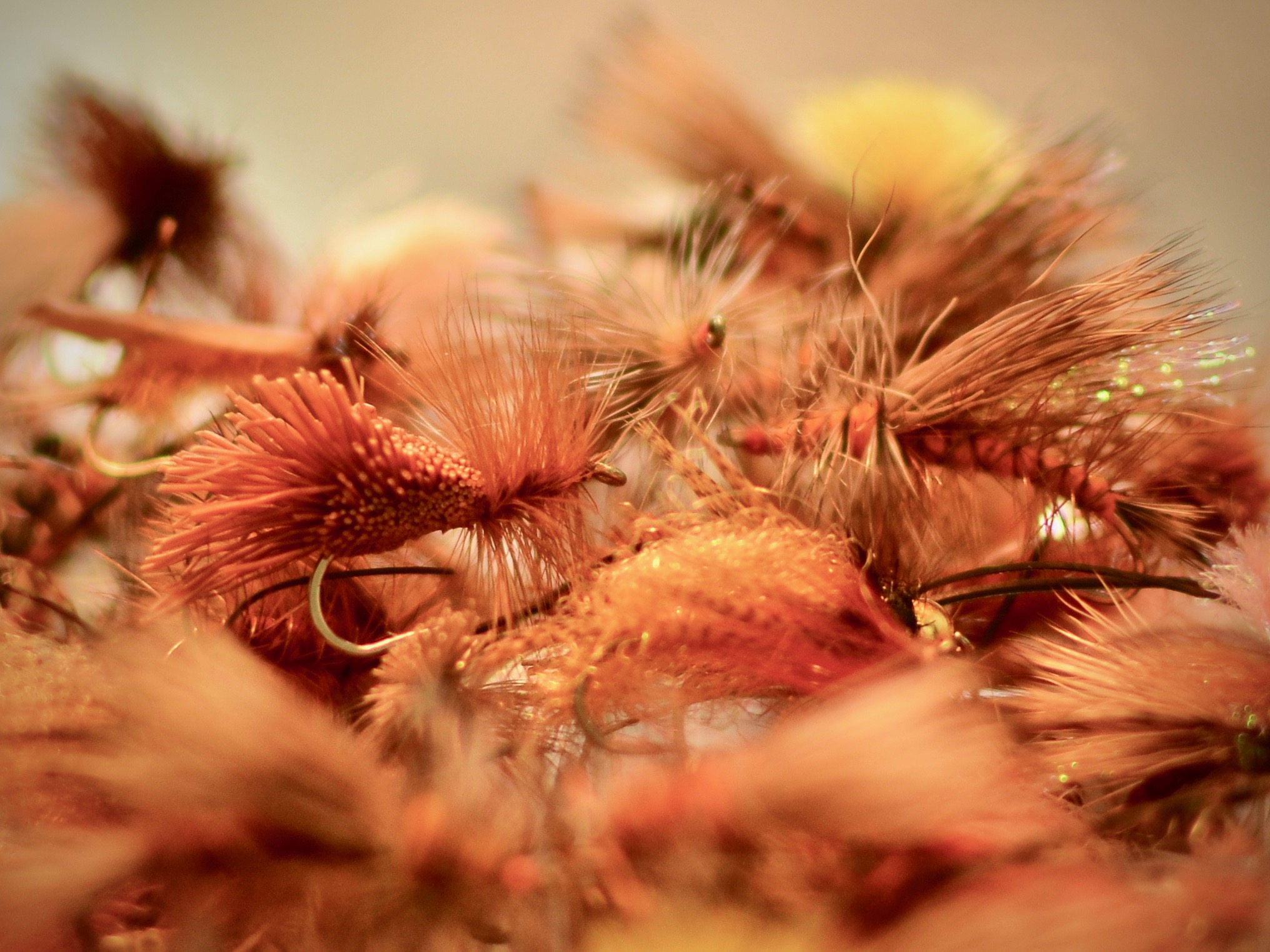 Mo River October Caddis Love