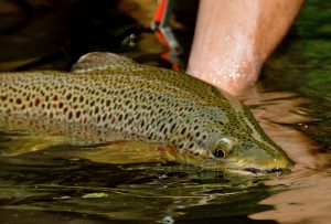 Sunday Scenery Brown Trout