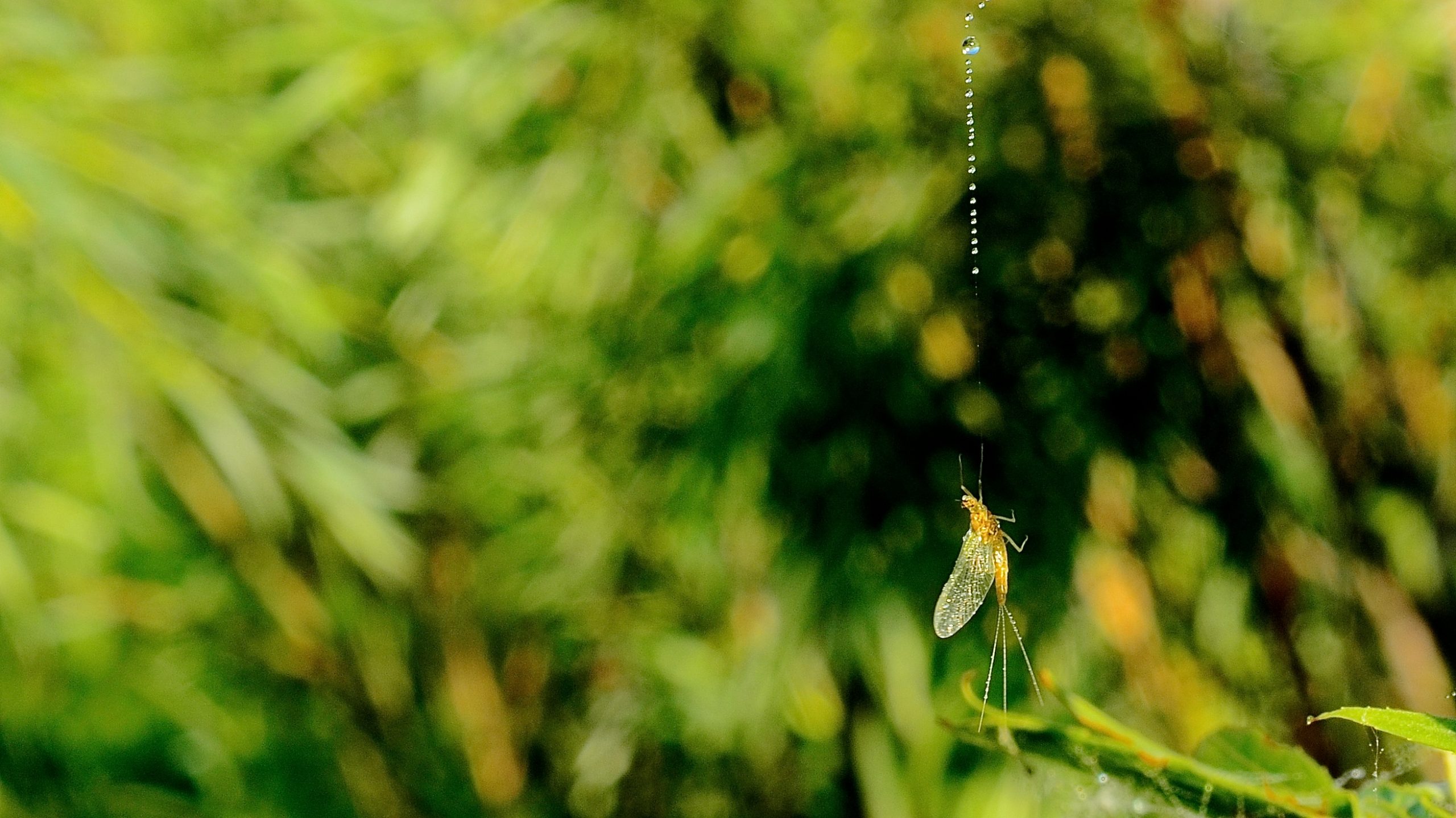 Friday Foto Summer Dreams